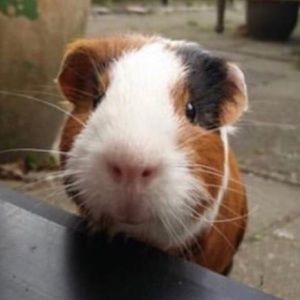 Meet your Posher, David